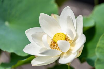 メラニン量低下作用でハスの花エキスを提案/岩瀬コスファ