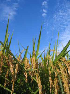100％秋田県産米由来のギャバ/ふる里食効研究所