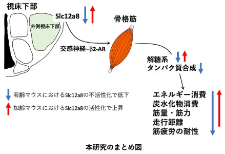 NMN依存的遺伝子の機能低下がフレイル発症の一因/IRPA