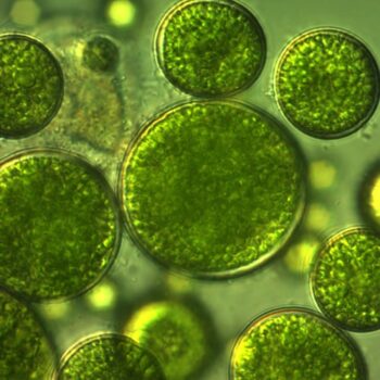 ウィルファーム、微細藻類由来「テトラSOD」拡販へ