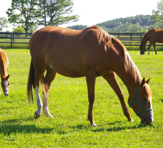 北海道産馬プラセンタに注力/三共バイオケミカルズ