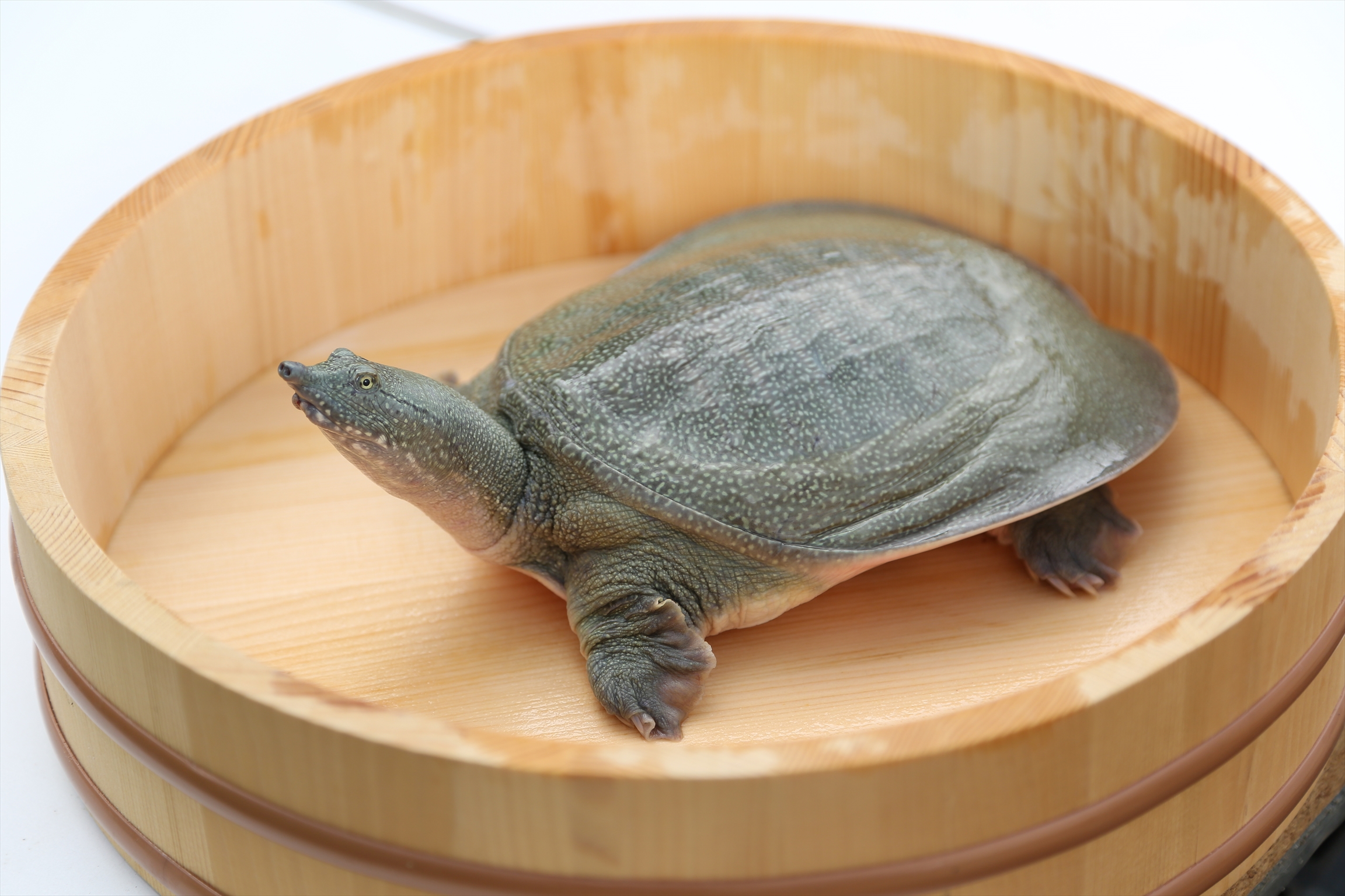 「沖縄県産すっぽん粉末」の上市に向け準備/ふる里食効研究所