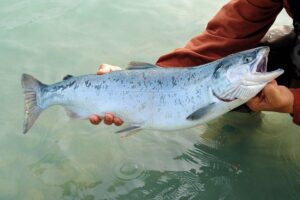 魚由来ヌクレオプロテイン安定供給／バイオケム