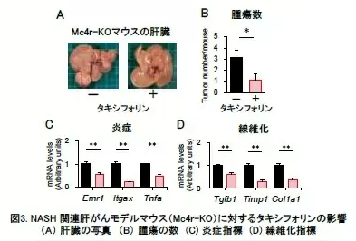 タキシフォリンに肥満・肝がんの予防・治療効果