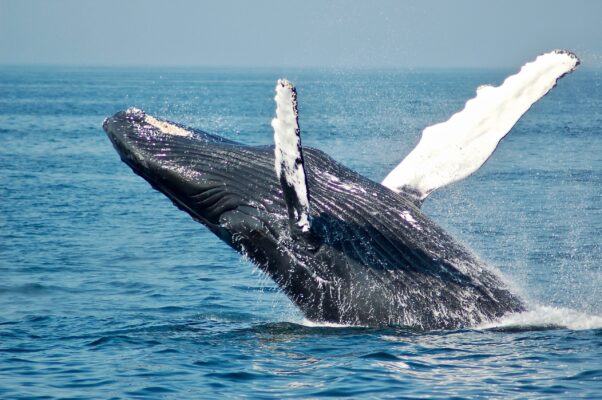 鯨肉粉末「クジラパウダー」上市を準備/共同船舶
