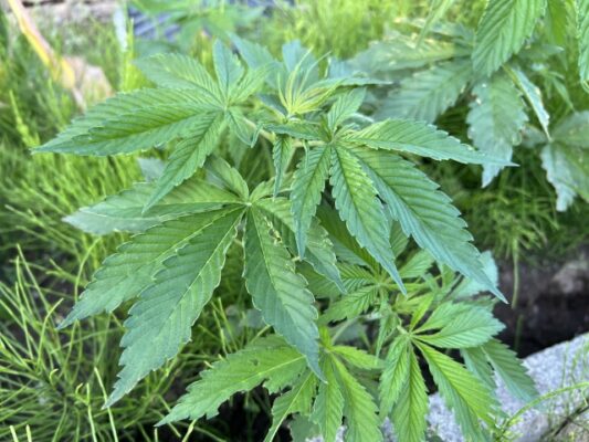 大麻取締法改正案が閣議決定、CBDが大麻取締法の非対象に