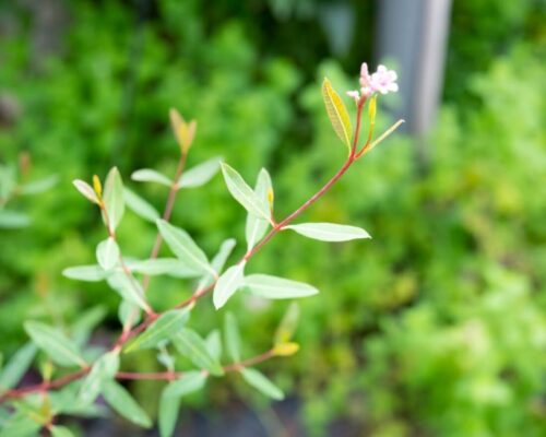 ラフマ、睡眠･フェムケアで実績増やす/常磐植物化学研究所