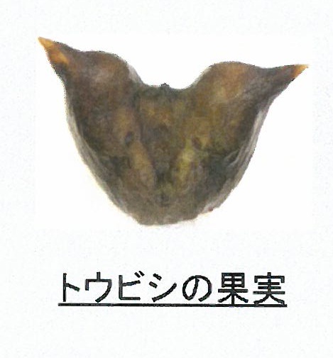ヒシエキスで糖化にアプローチ/林兼産業