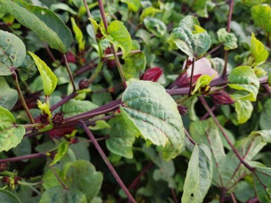 高いコラーゲン生成作用を持つ植物性コラーゲンを上市/兼松ケミカル