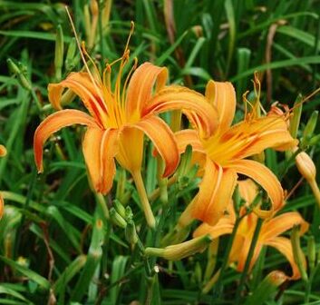 沖縄の伝統野菜を活用した快眠習慣を提案/ソムノクエスト
