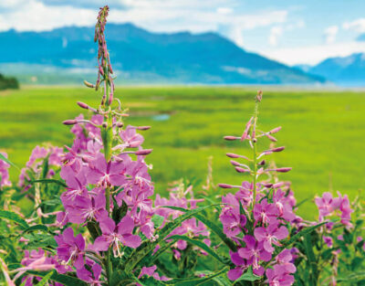 オートファジーの活性支援でヤナギランに注目/AL-FOODS