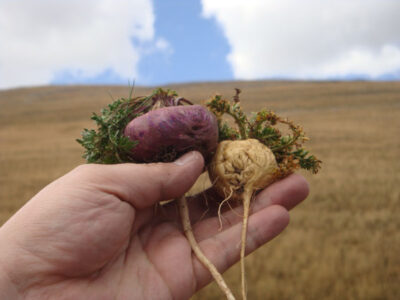 「更年期」に関する機能性表示目指す/ラティーナ