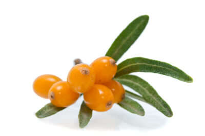 フェムケア素材「シーバックソーンオイル」上市へ/DIC