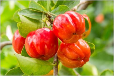 天然食物繊維「アセロラファイバー100」／マリーンバイオ