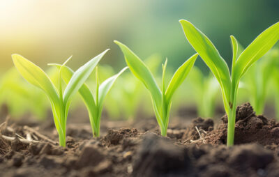 “トウモロコシ若葉”由来原料拡販へ/CICフロンティア