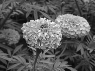 ルテイン、「PRISMA2020」で機能性表示受理/ユニキス