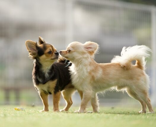 原料商社大手がペット事業開始／イワキ×Sympal