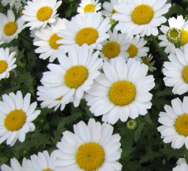 機能性表示、14素材23ヘルスクレームに対応/オリザ油化