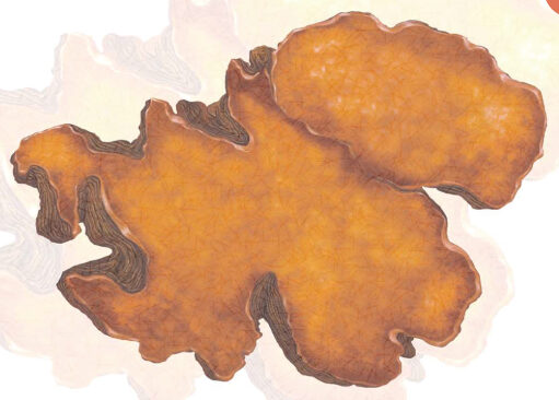 肝機能改善効果で機能性受理目指す／GLART