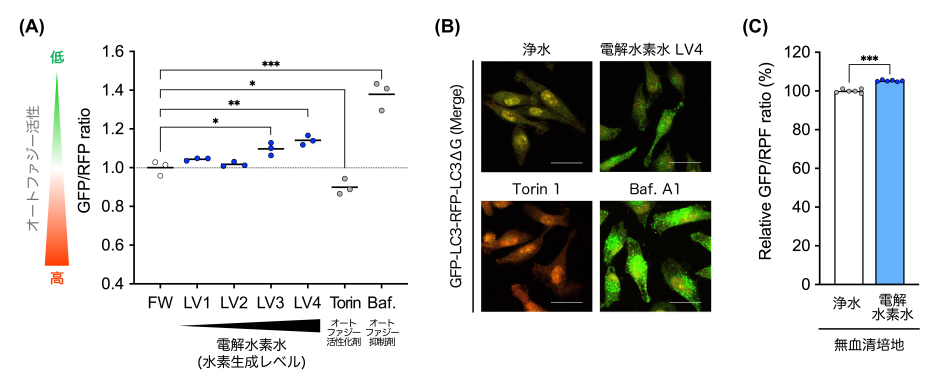 オートファジー制御の新たな知見を発表/日本トリム