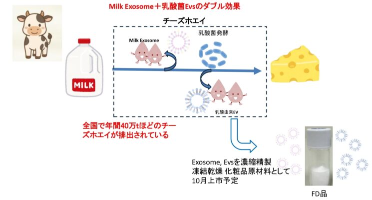 チーズホエイと乳酸菌由来のWエクソソーム配合原料を上市/LABバイオテック