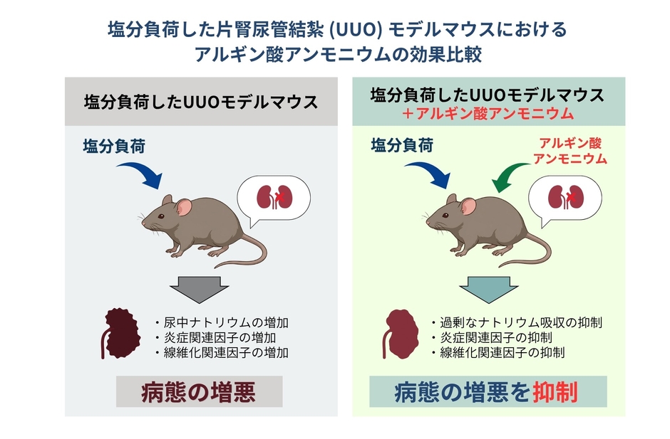 アルギン酸アンモニウムが腎臓の炎症・線維化を抑制